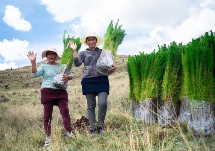 Cofinancian a organizaciones andinas y amazónicas para desarrollar plantaciones forestales