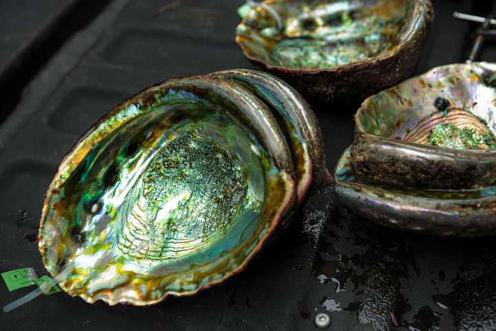 Man arrested on suspicion of poaching 15 abalone on Sonoma Coast