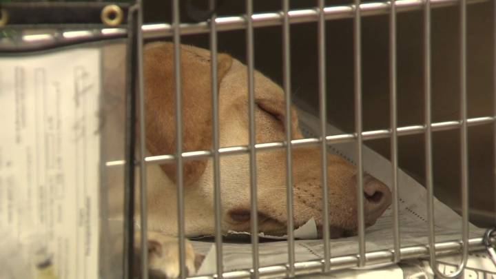 More veterinary space, less euthanasia: San Antonio ACS gets $15.3M expansion