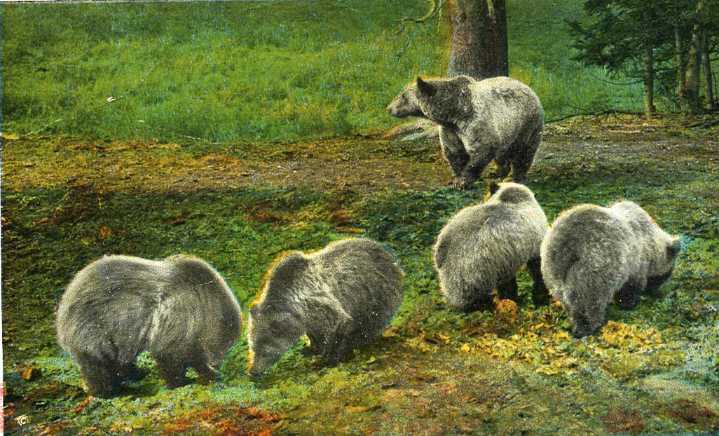 Federal judge strikes down logging project near Yellowstone National Park