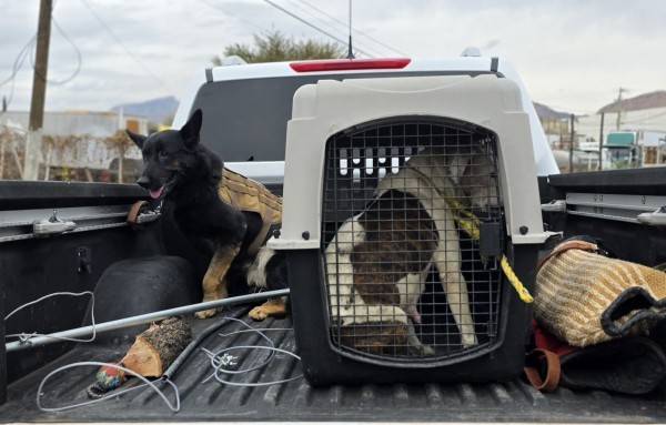 Aseguran a perra y sus 5 cachorros; atacó a un hombre
