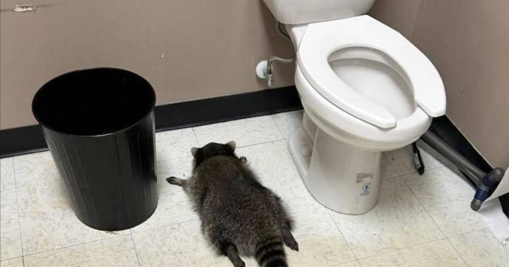 Raccoon gets drunk after breaking into Virginia liquor store