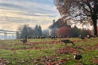 Wednesday may be Portland’s last dry day of the week. Patchy fog to start; high 48