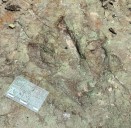 Encuentran huellas de dinosaurios en la reserva de la Biósfera de Tehuacán