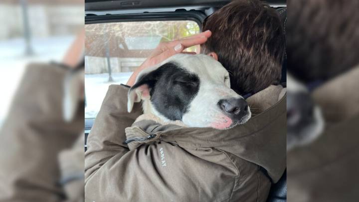 Missouri Stray Pup’s Gentle Hug Shows The World How Much Love He Has To Give