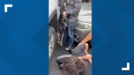Department of Homeland Security officers sicced dog on Vancouver man, witnesses say