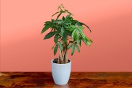 How to Care for a Money Tree So It Thrives Indoors
