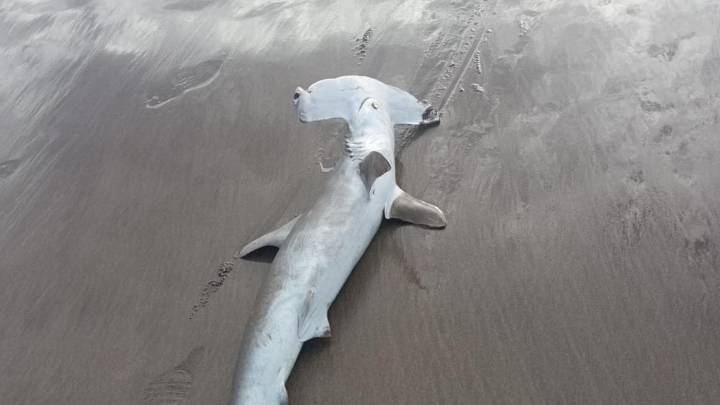 Hallan un tiburón martillo varado en la playa de La Garita, en Lanzarote