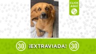 Danna está perdida en Zamora: su familia busca a la perrita