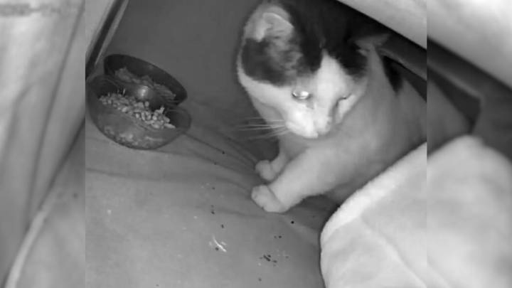 Surprising Visitors Caught On Camera At Maine Woman’s Cat House