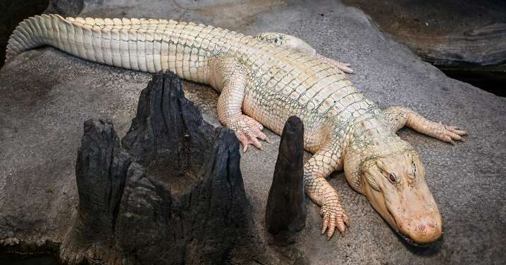San Francisco says goodbye to beloved albino alligator Claude