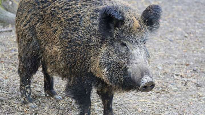 40 euros por cada jabalí abatido en la Comunidad valenciana para frenar la peste porcina