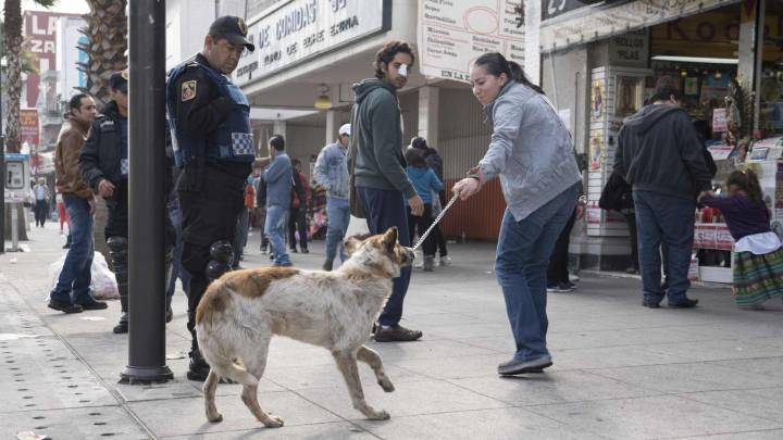Perritos Peregrinos: ¿Qué Pasa con los Lomitos Abandonados en Fiestas a la Virgen de Guadalupe?