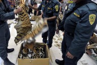 As Countries Take Steps to Protect Wildlife in Legal Trade, Animal and Plant Trafficking Rages On