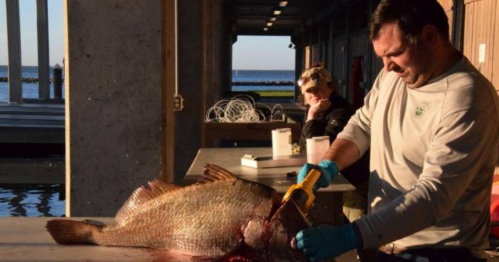 Why do scientists want earbones from Louisiana anglers' fish? 'It's critically important.'