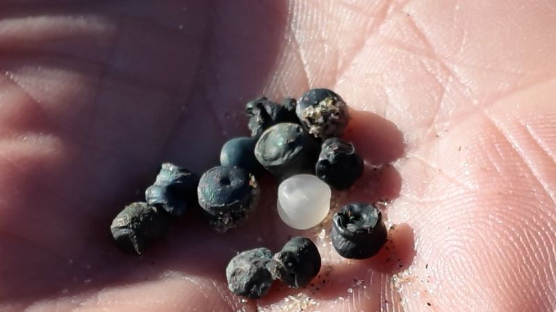 Bio-bead disaster hits English coast