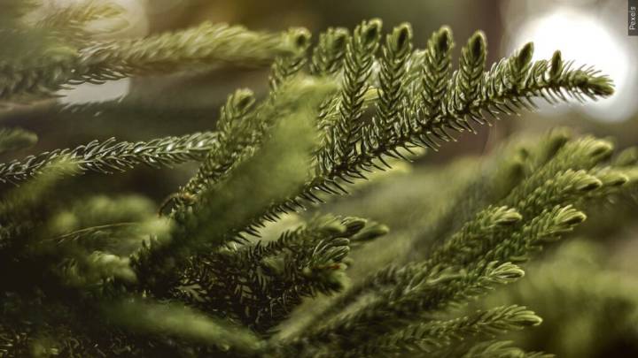 State Fire Marshals Remind Public: Live Christmas Trees Illegal in Public Buildings