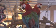 Iowa Parrot Rescue asks for donations amid increasing prices for bird feed, other supplies