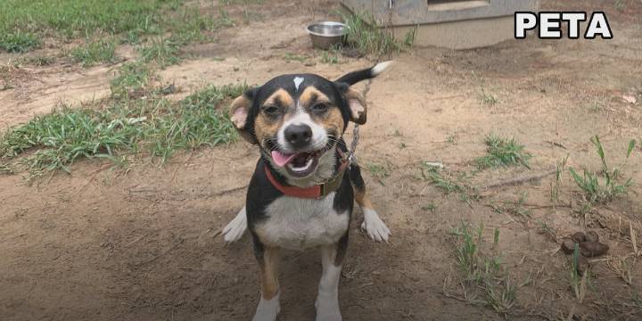 PETA calls for change after finding dead and decaying dogs in Bertie County
