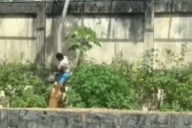 En Brasil. Qué pasará con la leona que atacó a un joven de 19 años y lo mató