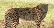 Cheetah cub dies a day after release into the wild at Madhya Pradesh’s Kuno National Park