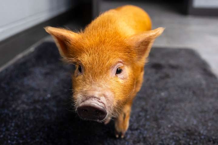 Snowy find lands piggy in police HQ for a day, and other Saginaw
