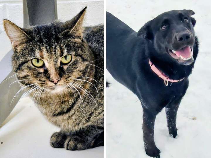 Pets of the week: Labi has happy energy. Meow would make a good lap warmer