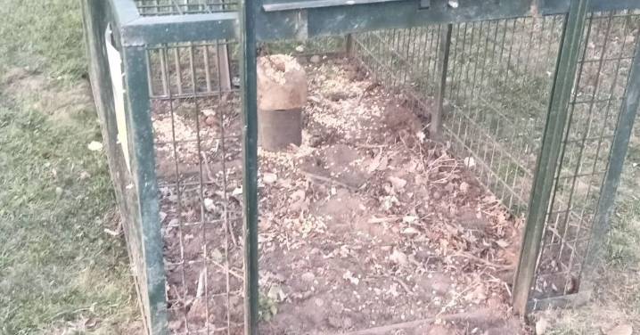 La Junta autoriza la captura del jabalí que vaga por Salas Bajas