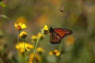 Acuña: alumnos participan en experiencia internacional sobre la conservación de la mariposa monarca