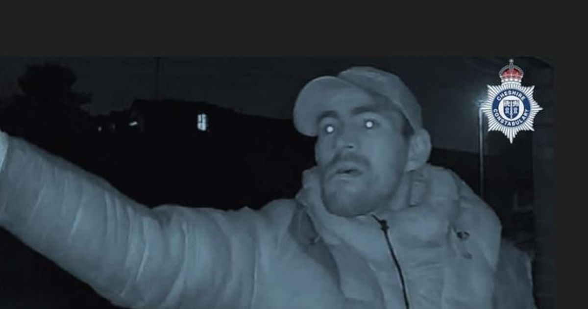 Burglar flees house terrified thanks to owner's cat