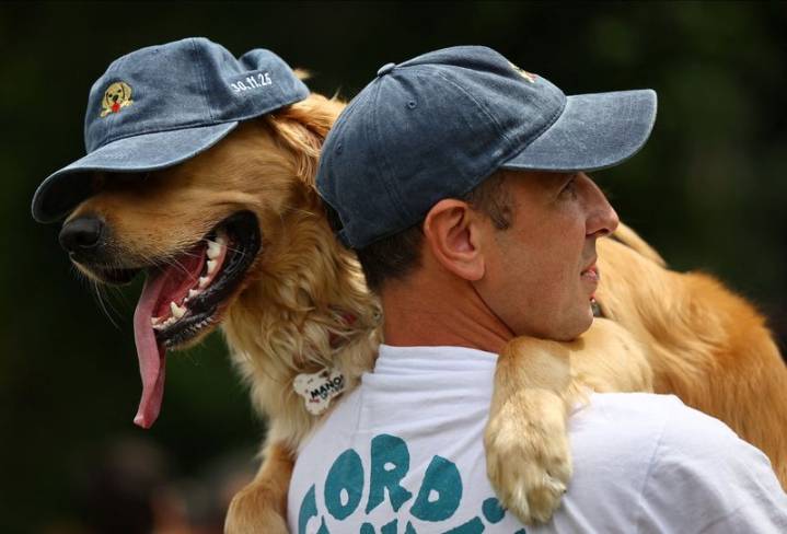 Decked in Santa hats and ribbons, Argentine golden retrievers chase world record