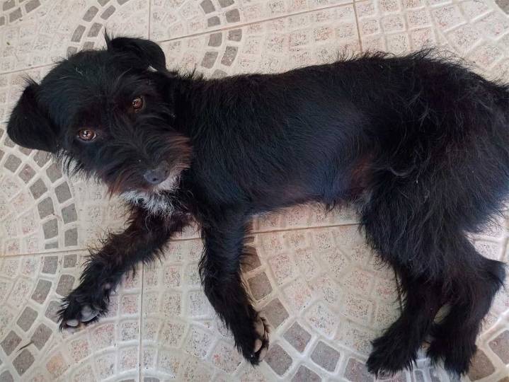 Una familia encontró un perro perdido en el barrio Cabildo y busca a sus dueños