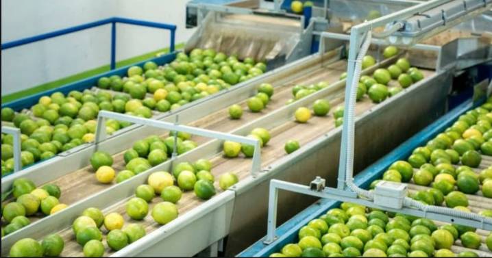 Negocio del limón despega: Mercado de cítricos se fortalece por aumento en inversiones