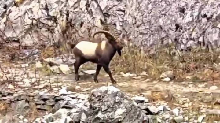 Rare Markhor Sighting in Gurez Valley Raises Conservation Hopes