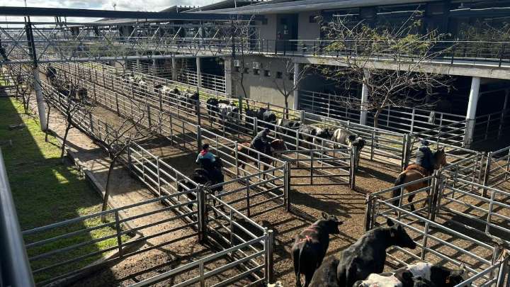 Vacunos. Cierre de semana con altibajos en el Mercado Agroganadero de Cañuelas