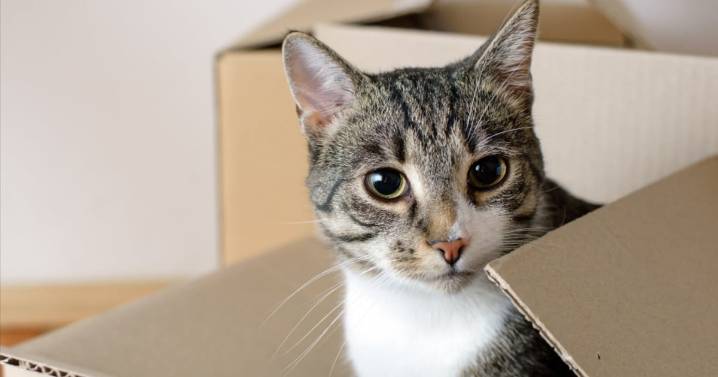 Tips for moving with pets