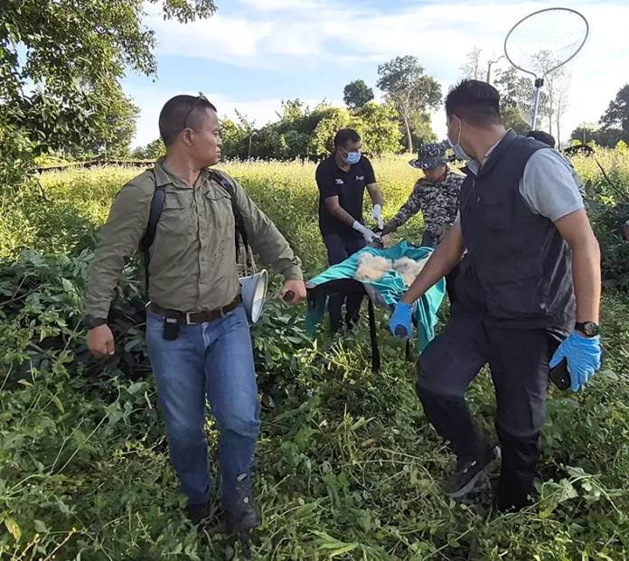 Stranded Hoolock gibbon family rescued