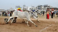 Bullock cart race steals the show