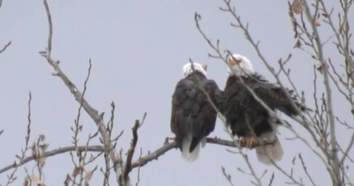 Man pleads guilty to trafficking bald and golden eagles from Flathead Indian Reservation