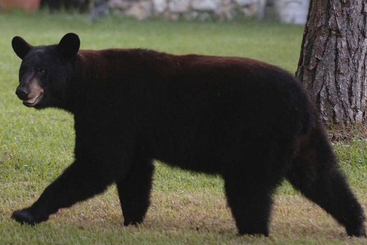 Florida Launches First Black Bear Hunt Since 2015 as Critics Oppose Decision