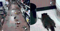 Drunk raccoon found on bathroom floor after liquor store rampage