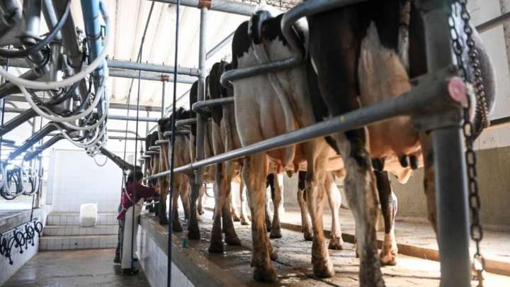 El sector lácteo exporta como nunca antes y encara un cierre de año histórico