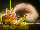 Red squirrel range increases 25% in Highlands following reintroduction project
