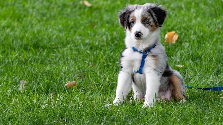 Descubrimiento: es verdad que todos los perros tienen un poco de ADN de lobo dentro