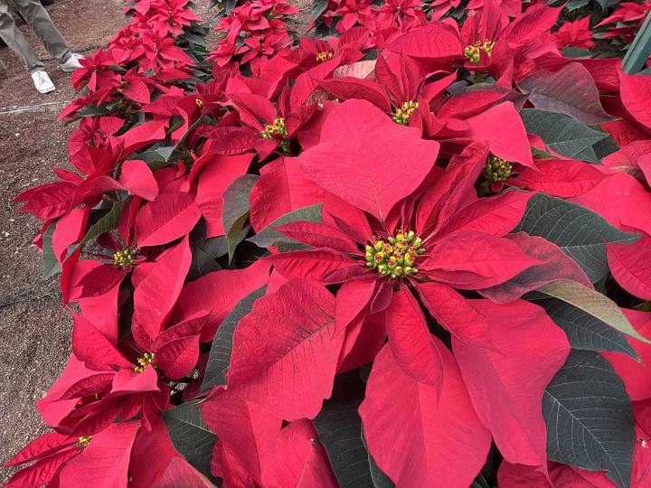 Navidad 2026: México cuenta con 22 variedades de flor de Nochebuena