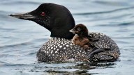 More loons are filling Maine's lakes with their ghost
