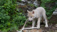 Why Wolves Will Sometimes Adopt Pups From Rival Packs