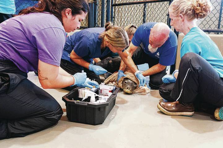 Marine mammal hospital tests bird flu vaccine on Hawaiian monk seals