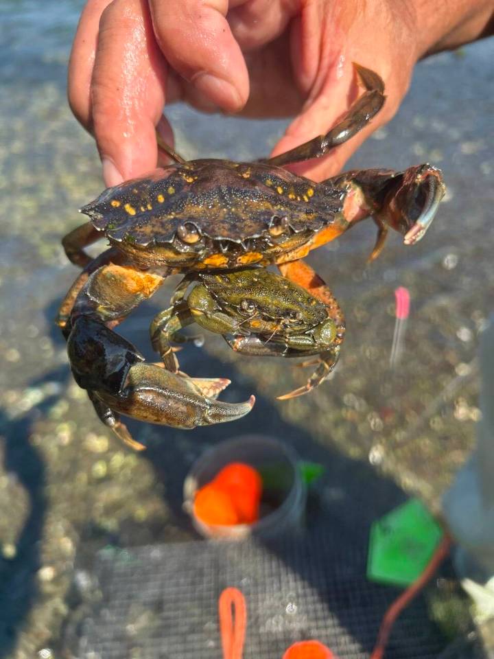 Invasive European green crab found near North Whidbey