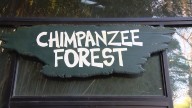 Maryland Zoo to welcome motherly chimp to 'Chimpanzee Forest'